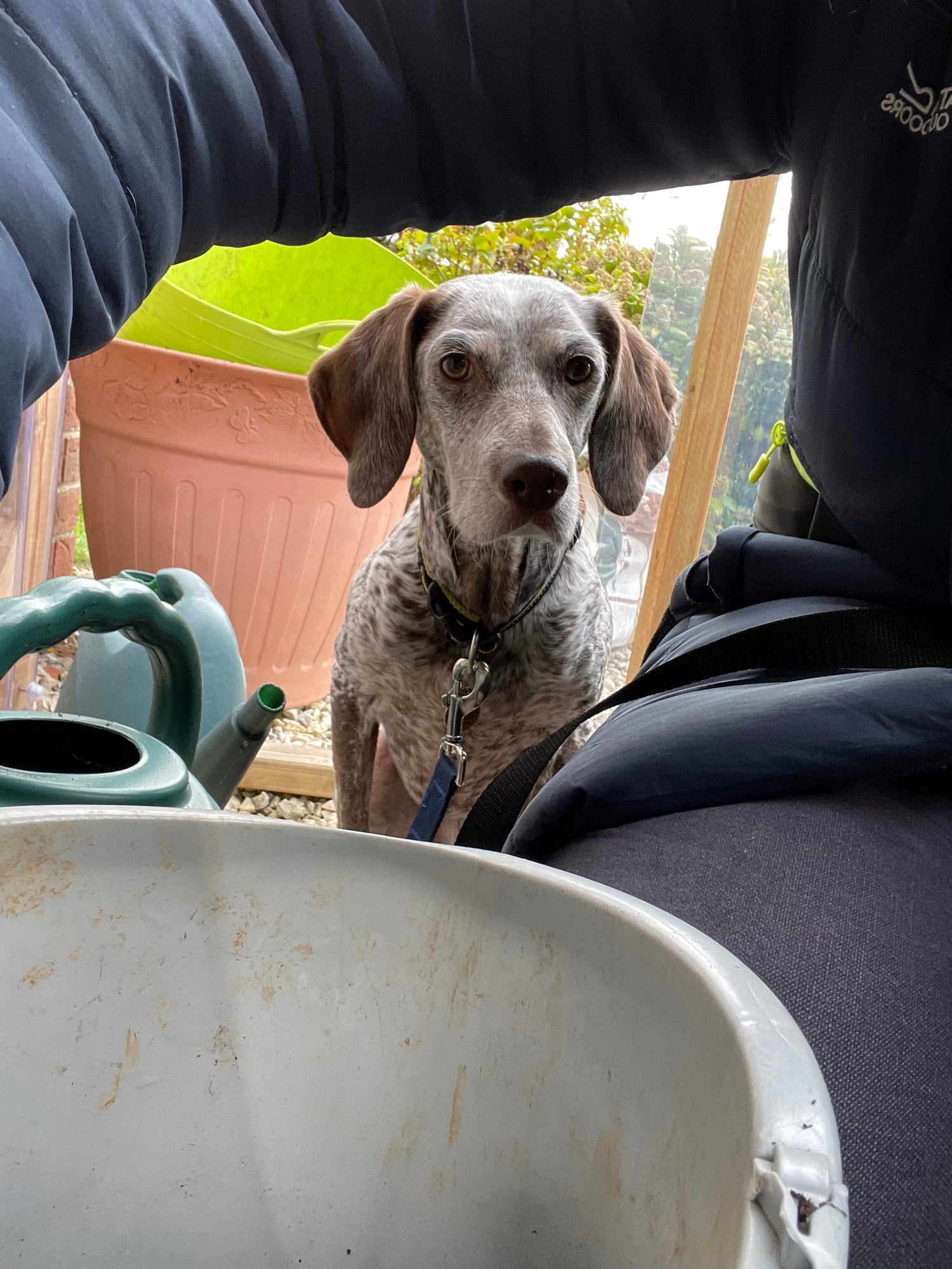 A cute dog looking under the arm of gardener.