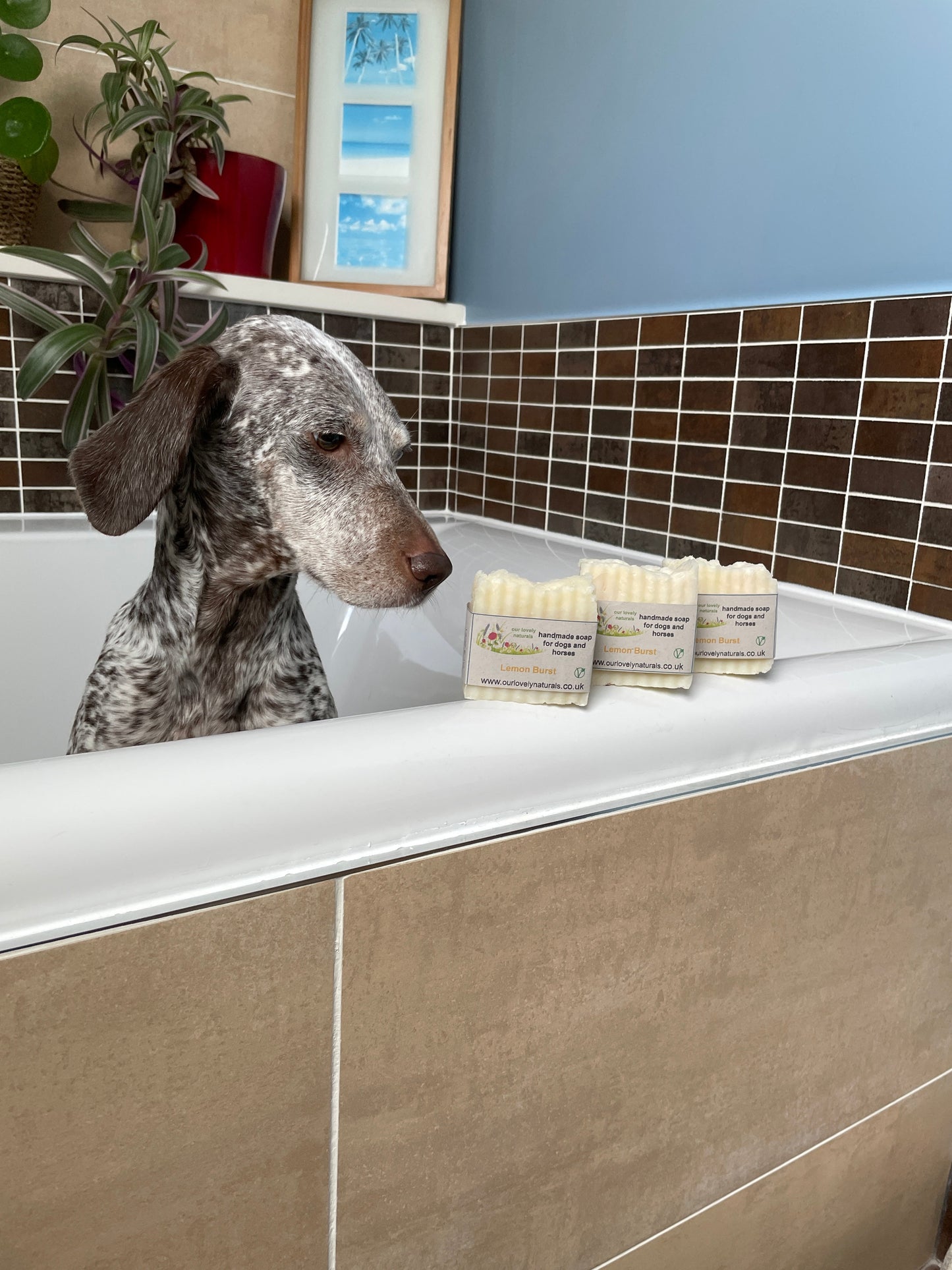 A cute dog sitting in a bath looking at bars of environmentally friendly handmade lemon burst dog & horse soap bar of dog and horse soap scented with Lemon.